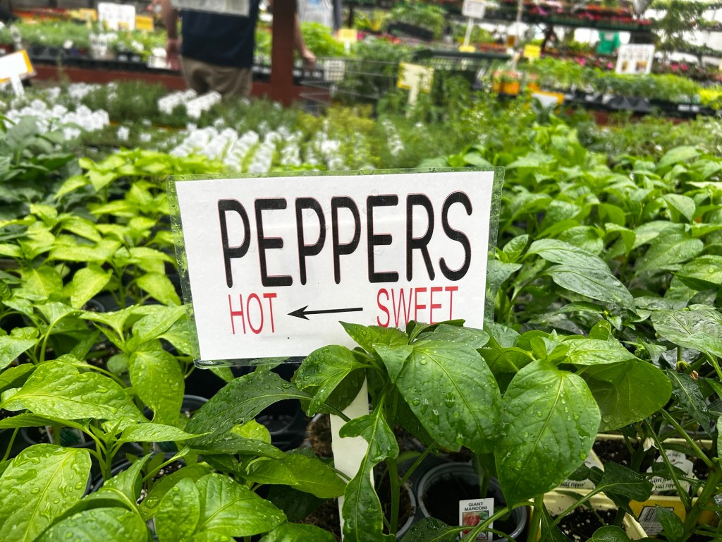 Grow These 5 Easy Peppers Without the&nbsp;Hassle